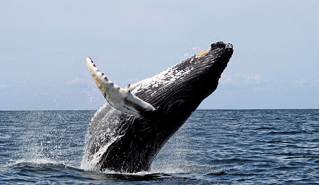 Avvistamento Balene alle Azzorre