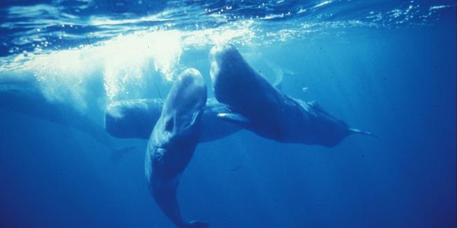 Balene e cetacei alle Azzorre