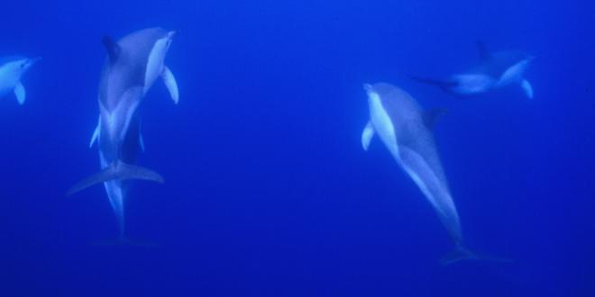 Cetacei nuotano nelle profondità marine