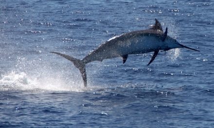 Pesca d’alto bordo