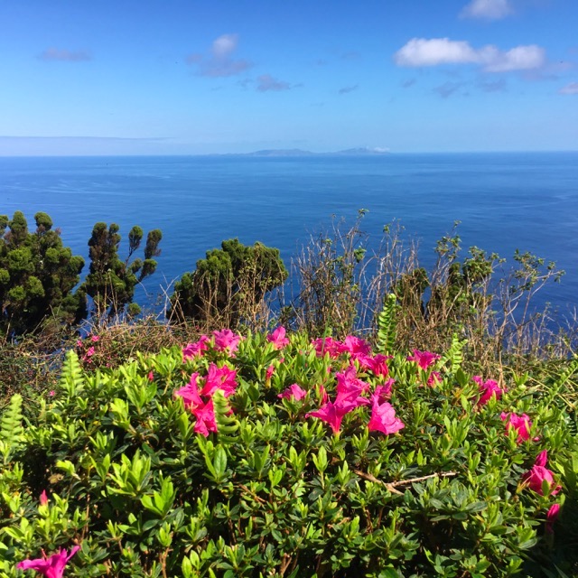 Erica spontanea a Sao Jorge, Isole Azzorre