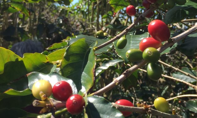 Il caffè biologico di Manolo Nunes a Faja Dos Vimes a São Jorge – Azzorre